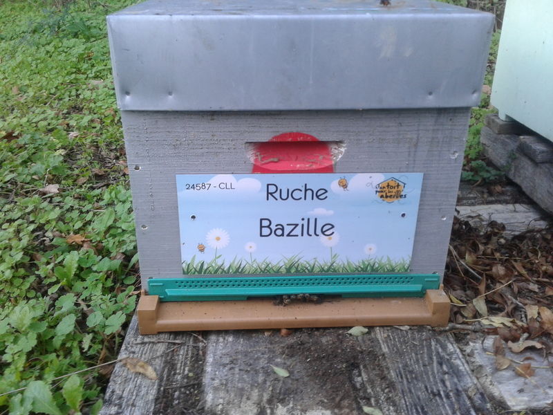 La ruche Bazille