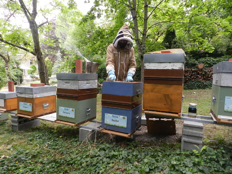 La ruche Bazille