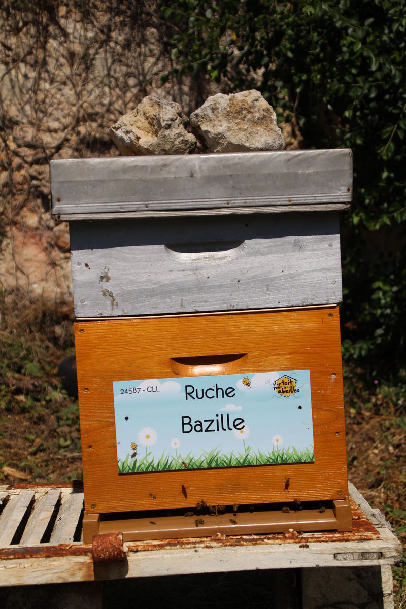 La ruche Bazille