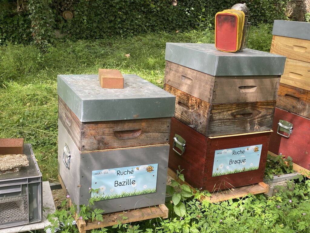 La ruche Bazille