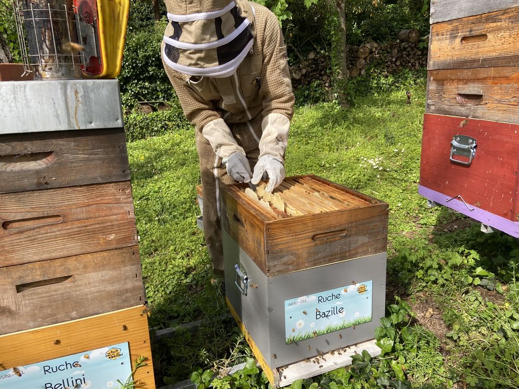 La ruche Bazille