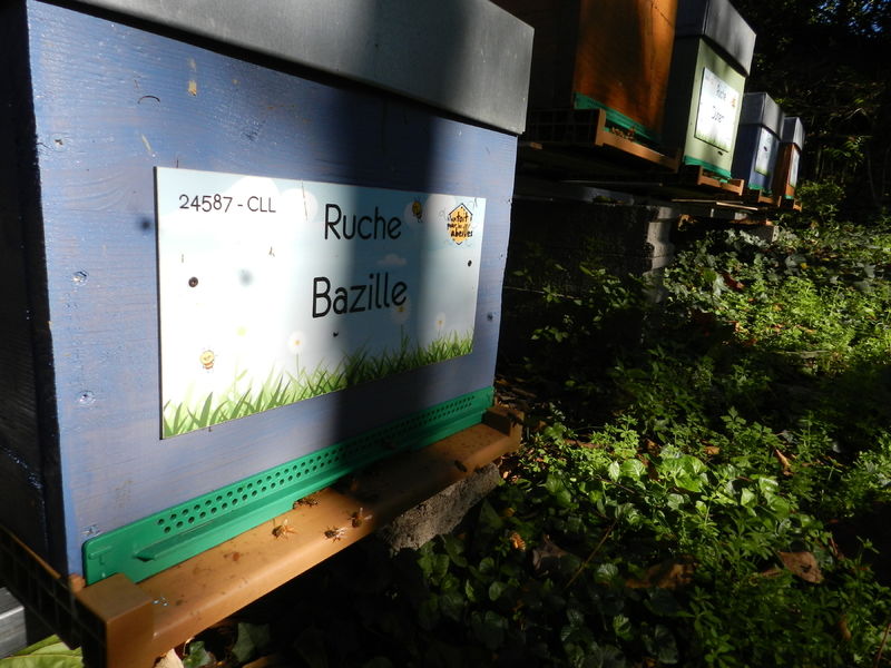 La ruche Bazille