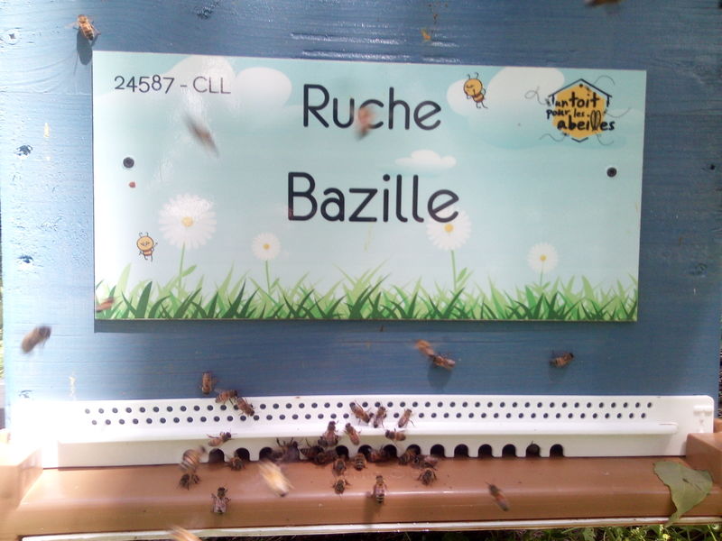 La ruche Bazille