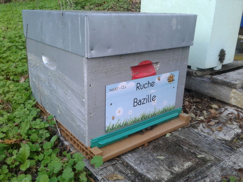 La ruche Bazille