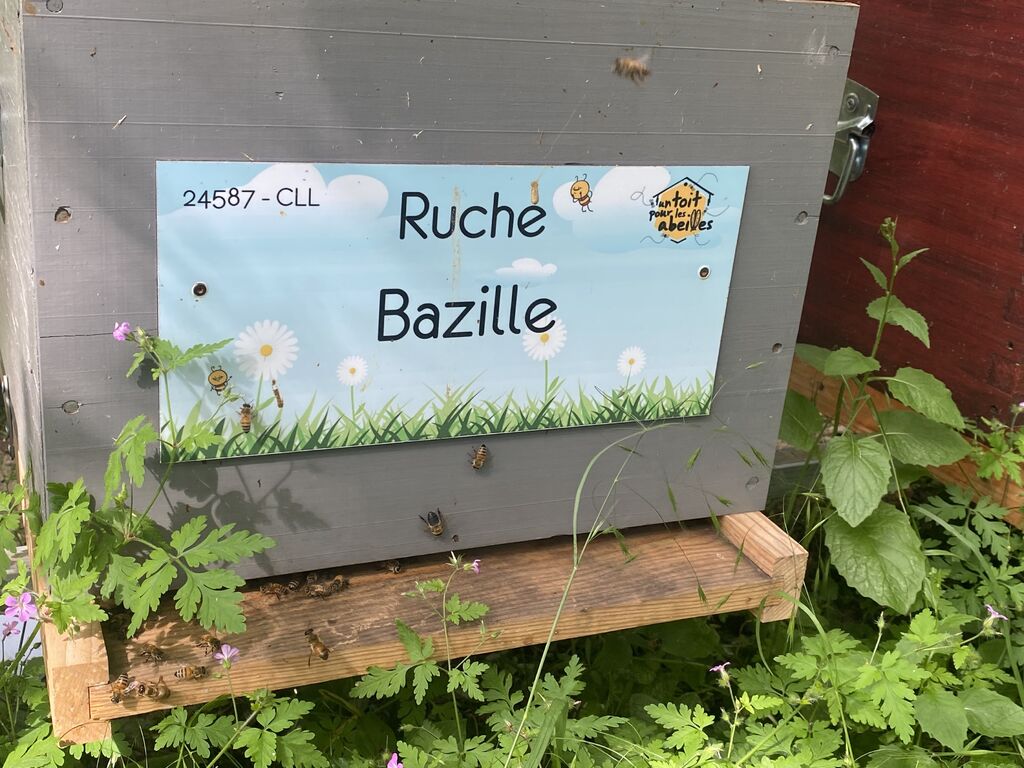 La ruche Bazille