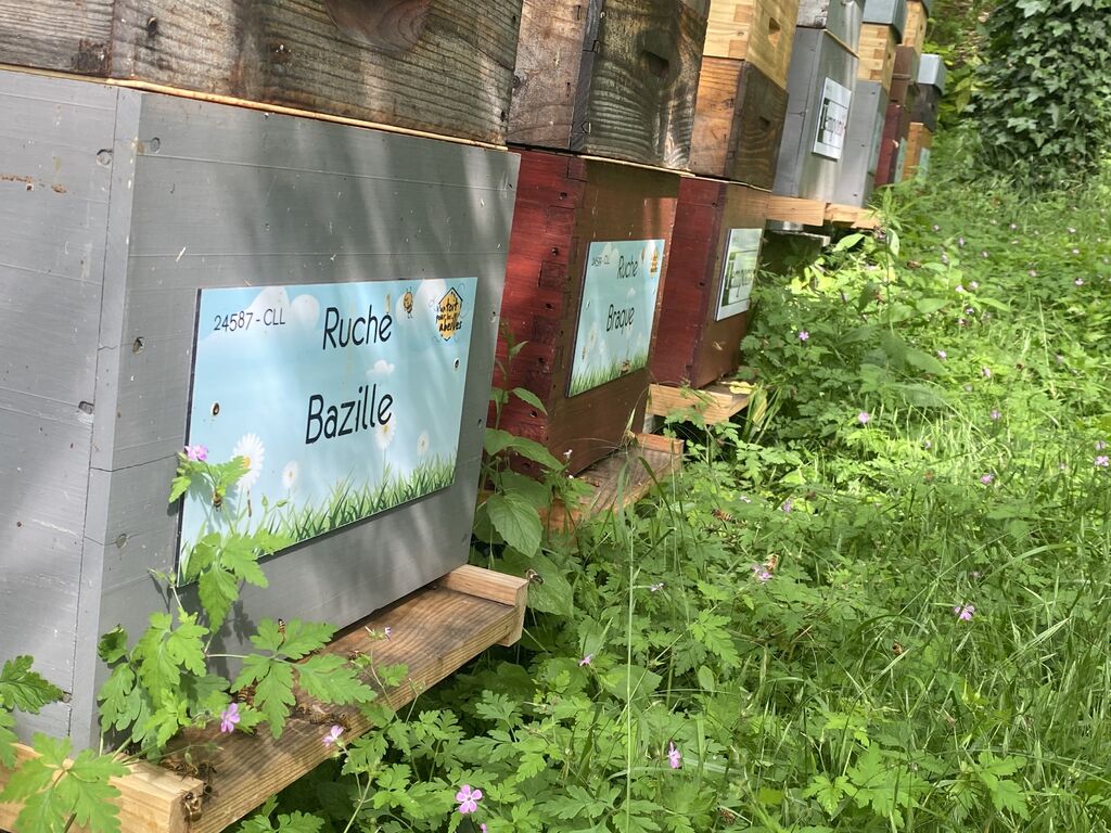 La ruche Bazille