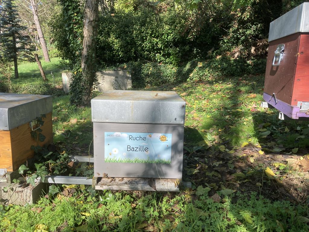 La ruche Bazille