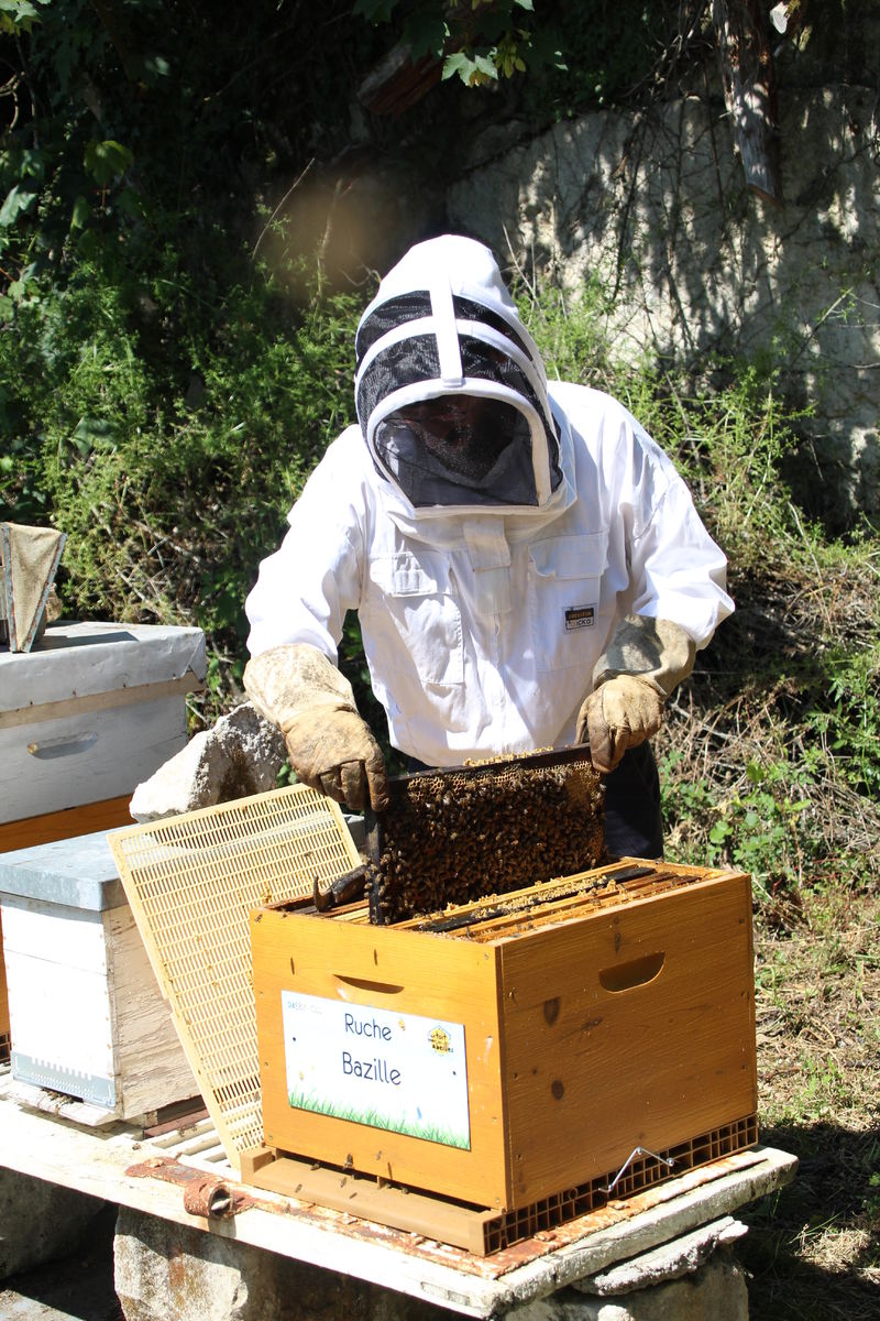 La ruche Bazille