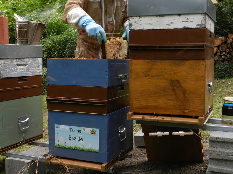La ruche Bazille