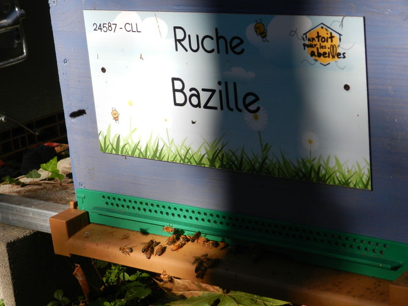 La ruche Bazille