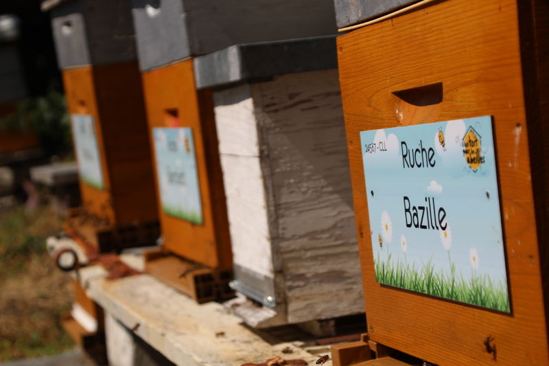 La ruche Bazille