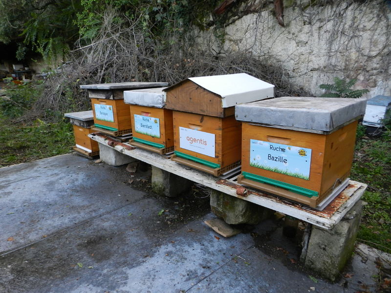 La ruche Bazille