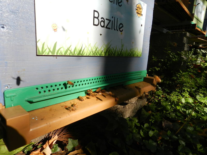 La ruche Bazille