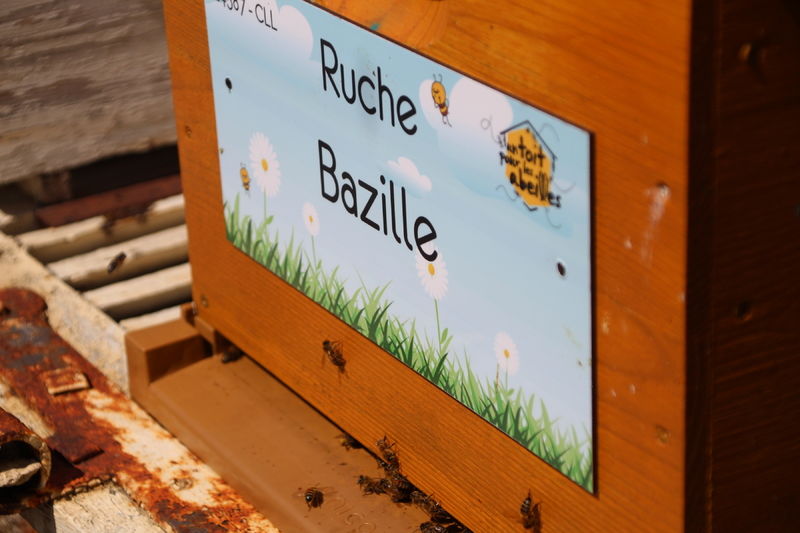La ruche Bazille