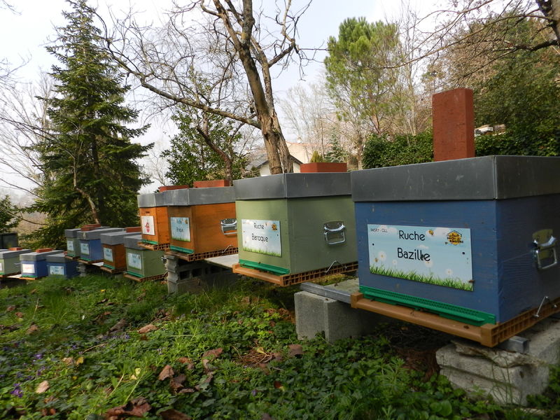 La ruche Bazille