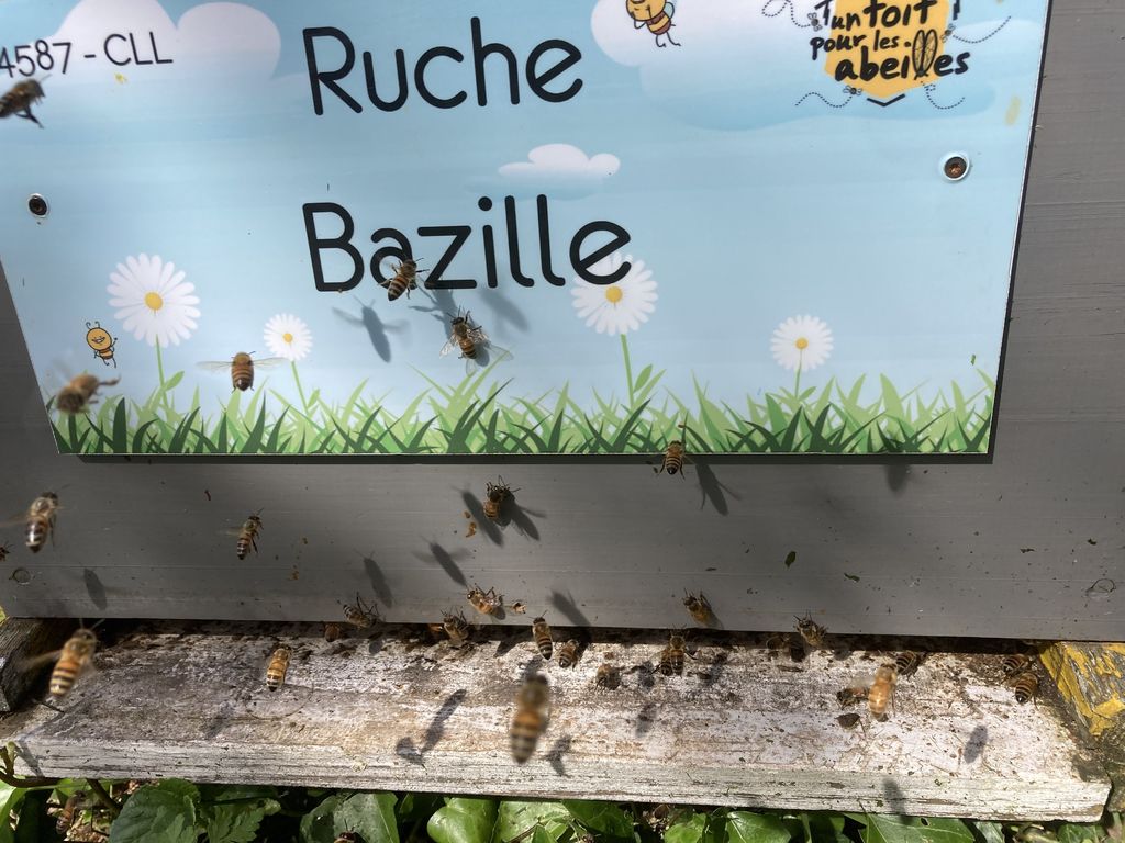 La ruche Bazille