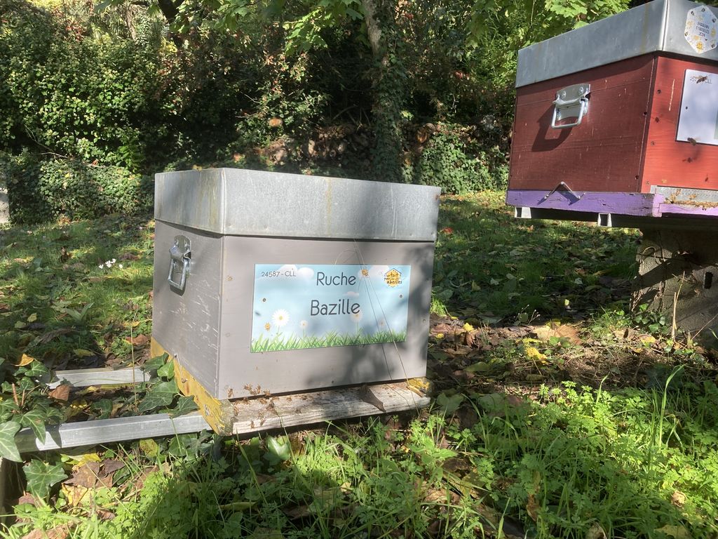La ruche Bazille
