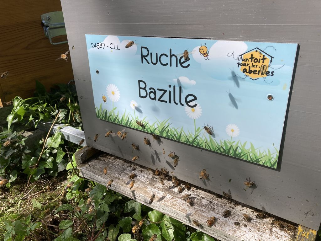 La ruche Bazille