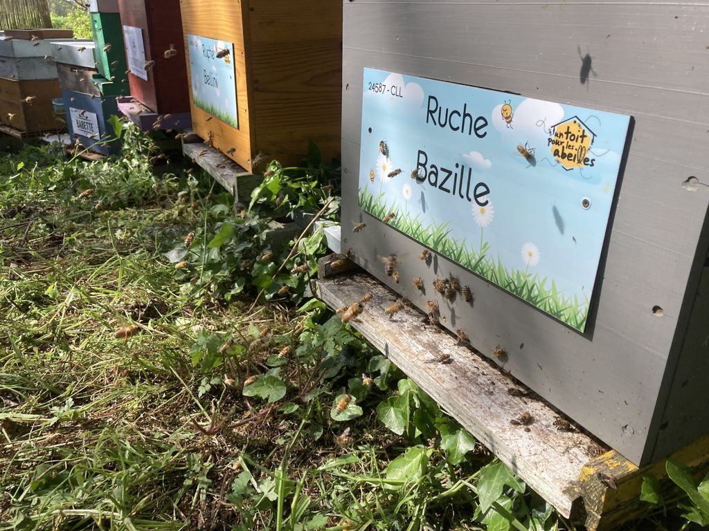 La ruche Bazille