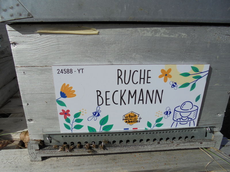 La ruche Beckmann 