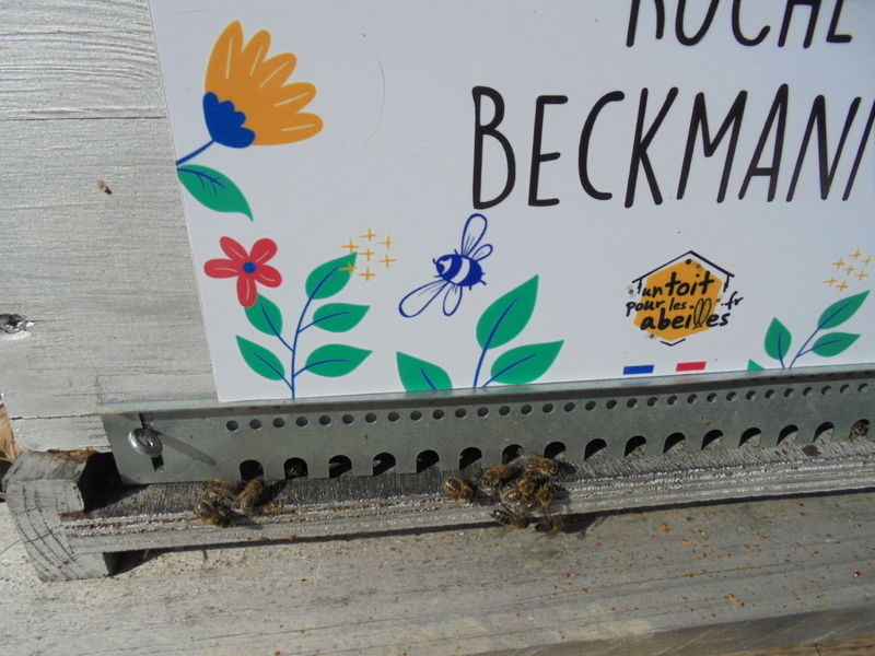 La ruche Beckmann 