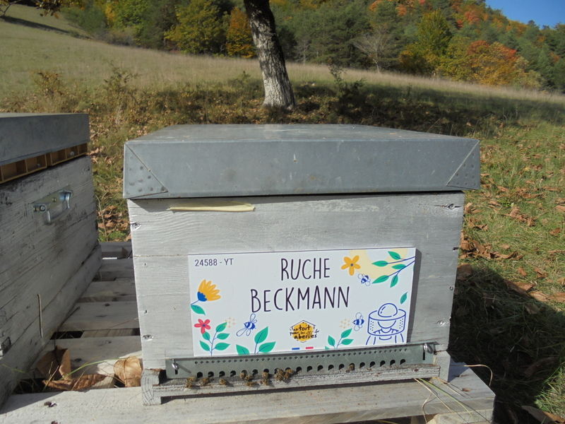 La ruche Beckmann 