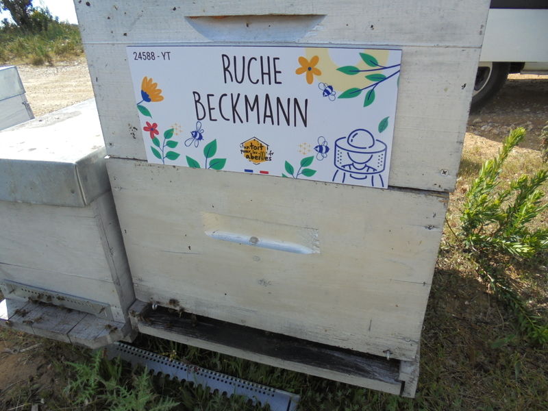 La ruche Beckmann 