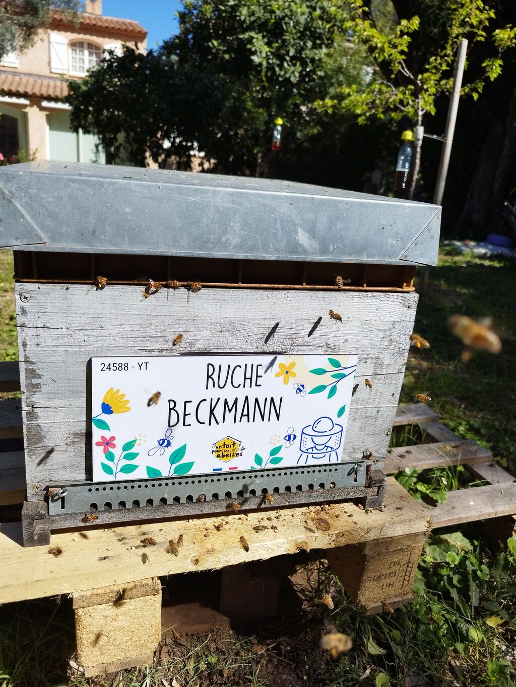 La ruche Beckmann