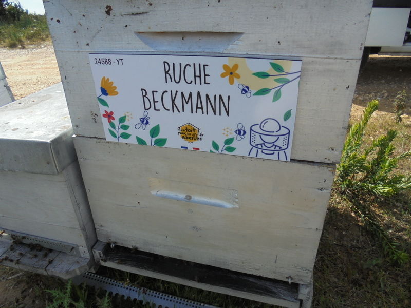 La ruche Beckmann 
