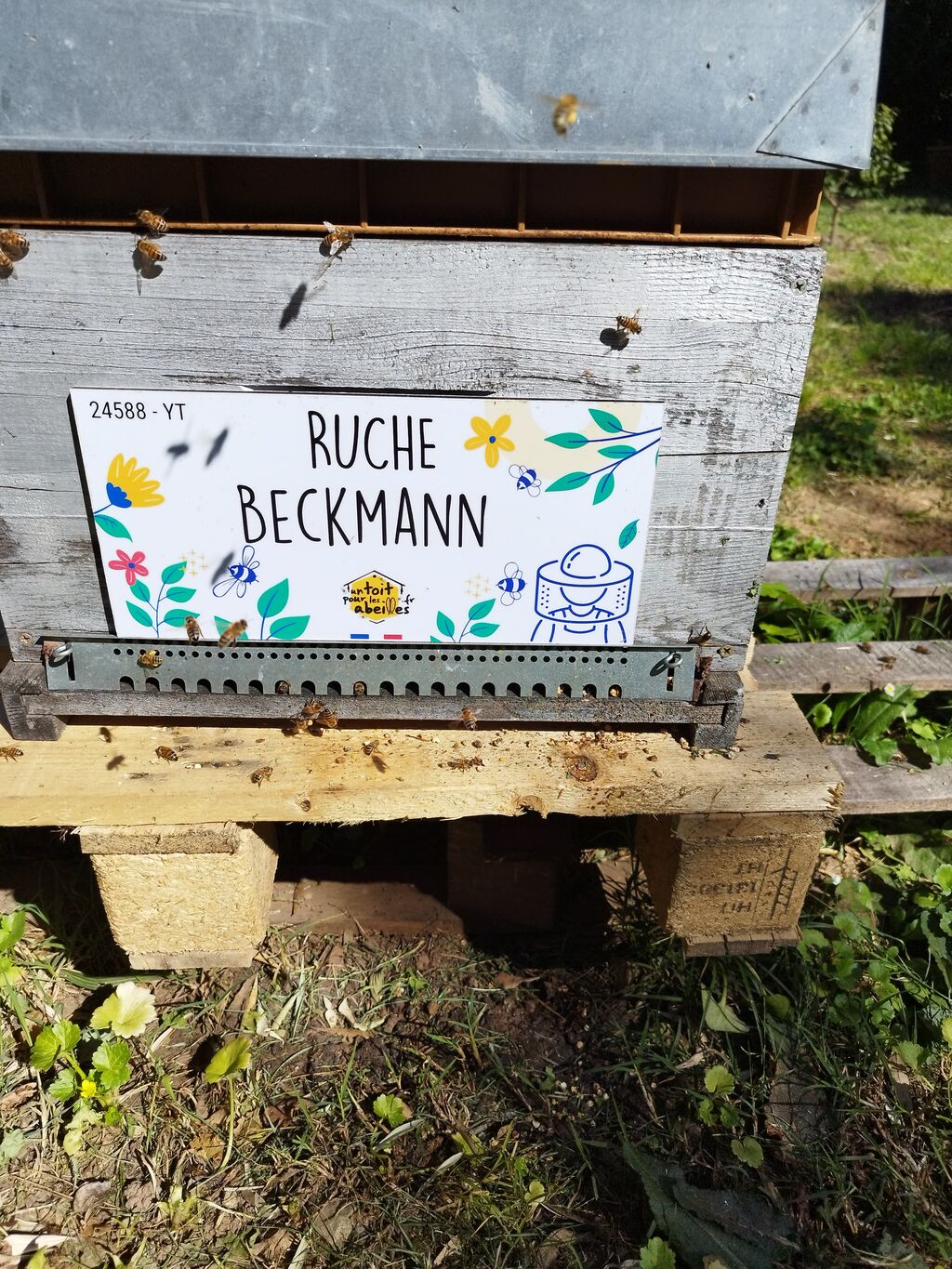 La ruche Beckmann
