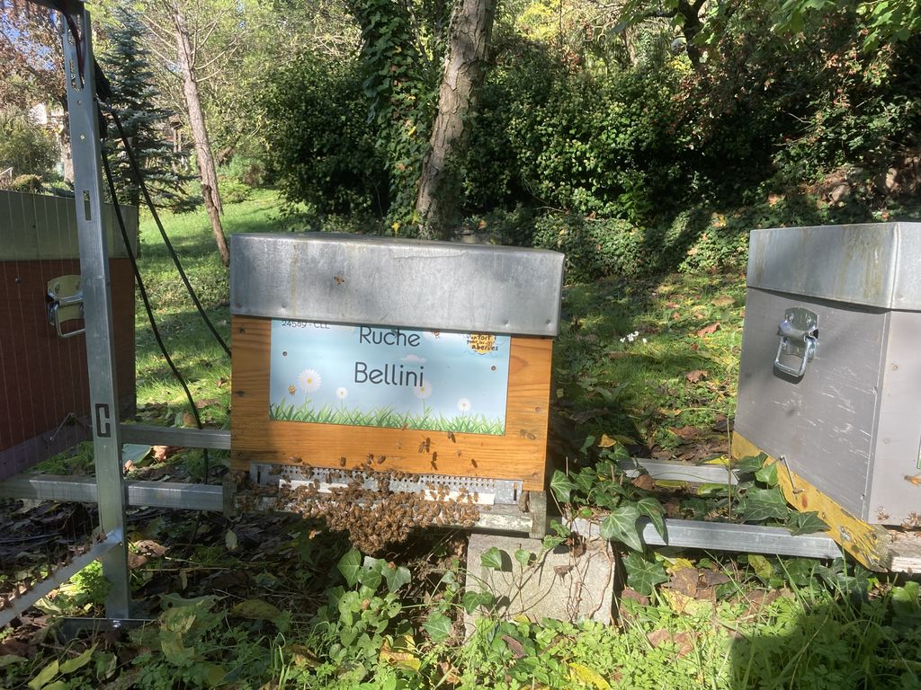 La ruche Bellini