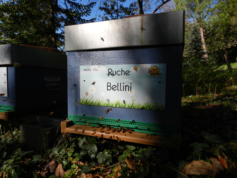 La ruche Bellini