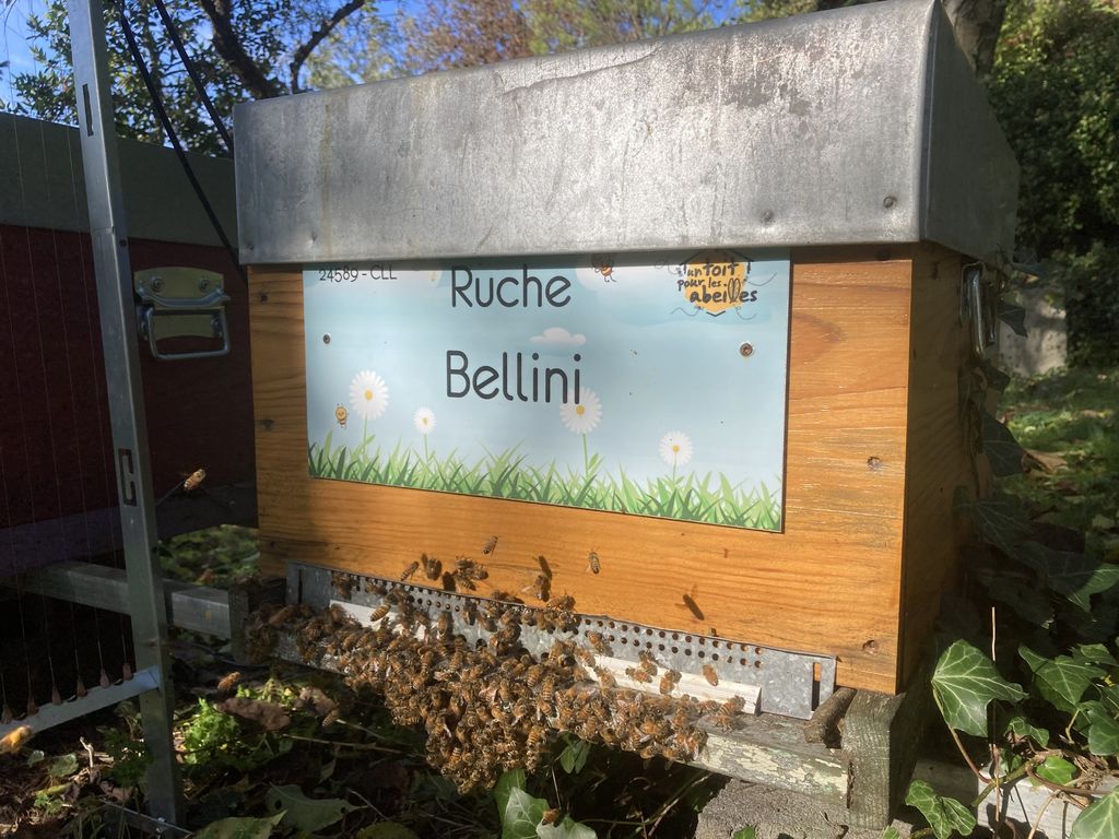 La ruche Bellini