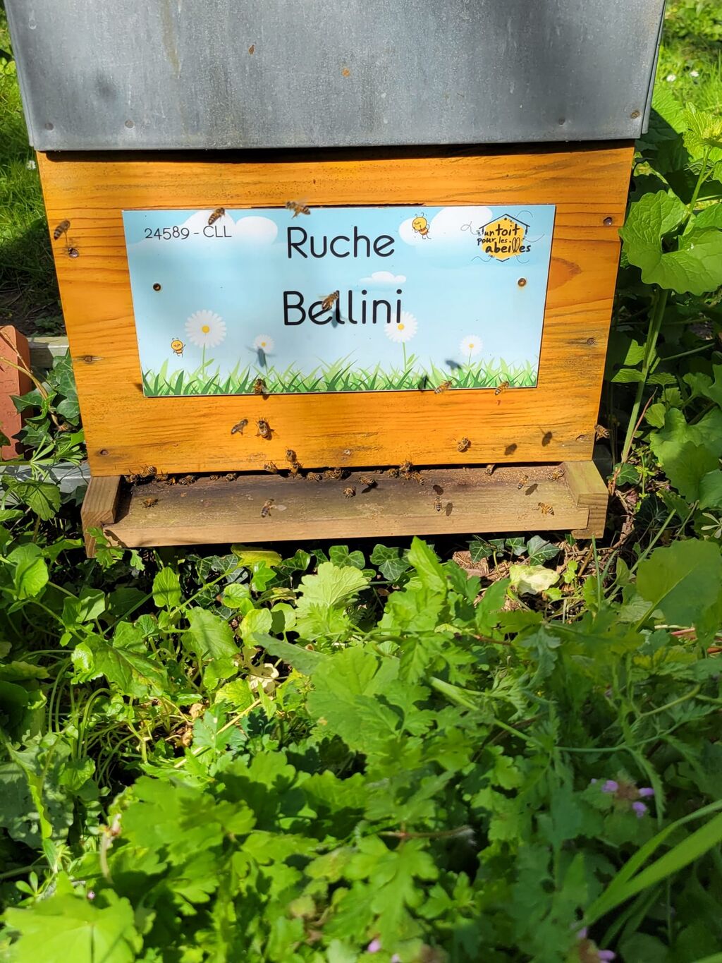 La ruche Bellini