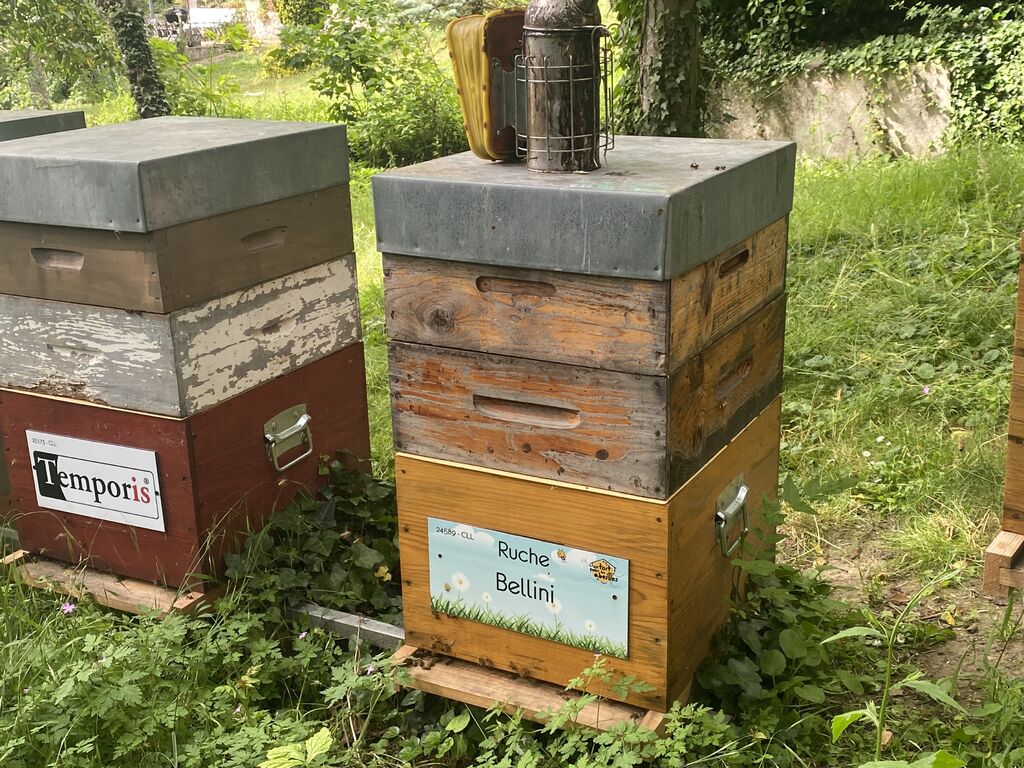 La ruche Bellini