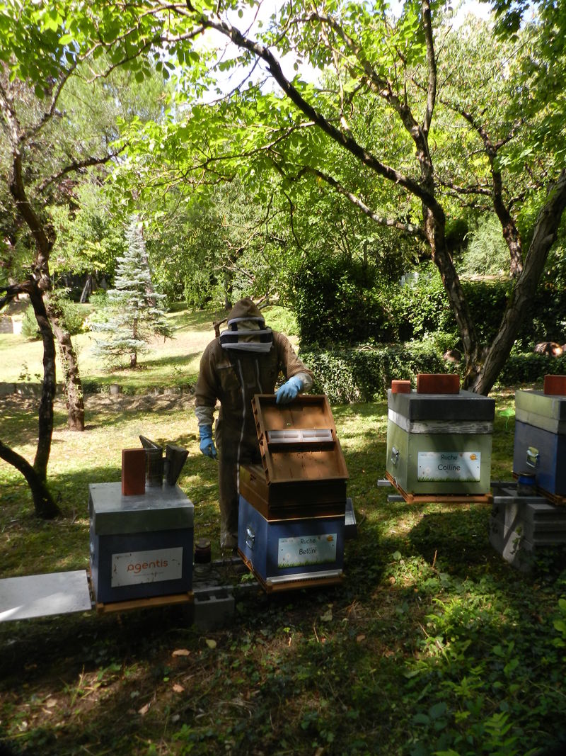 La ruche Bellini