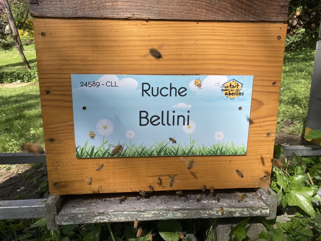 La ruche Bellini