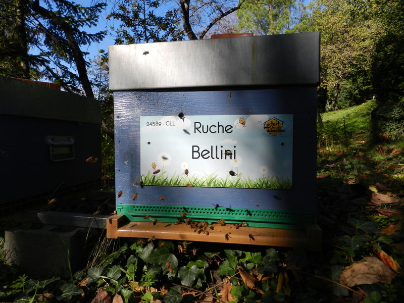 La ruche Bellini