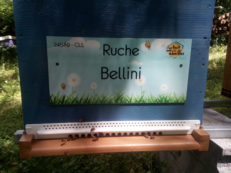 La ruche Bellini