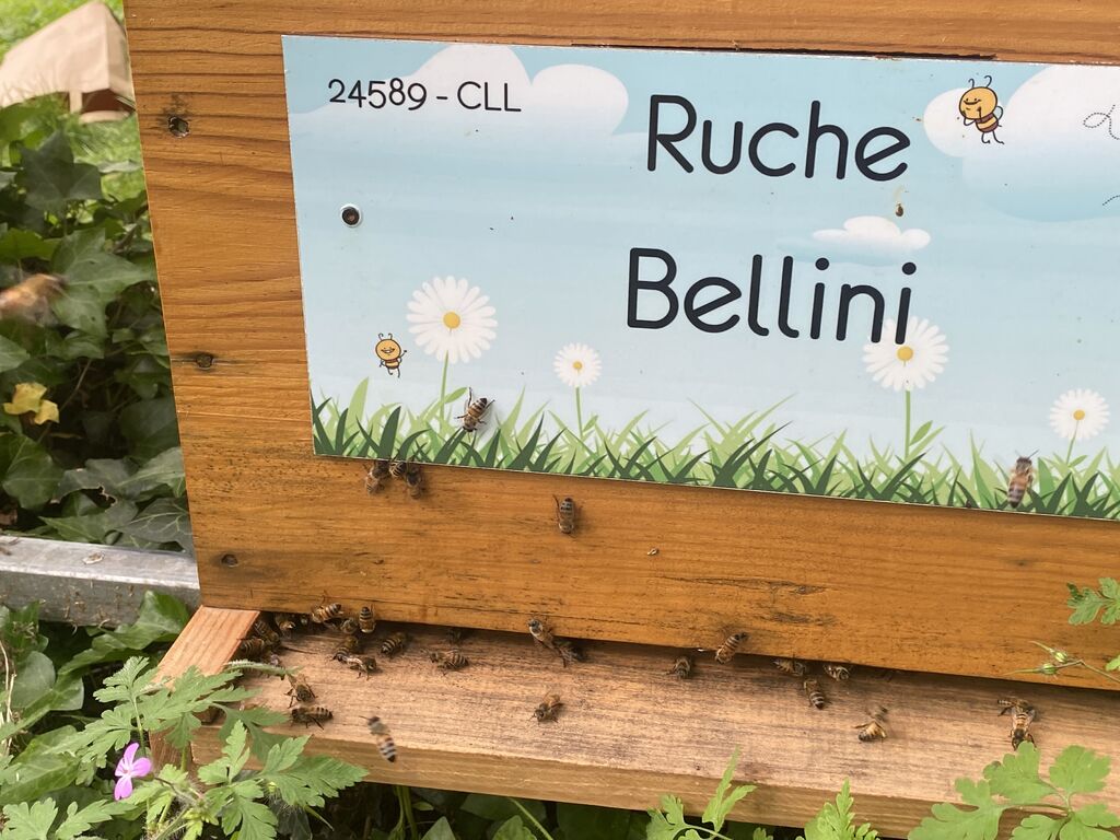 La ruche Bellini