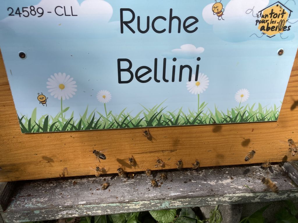 La ruche Bellini