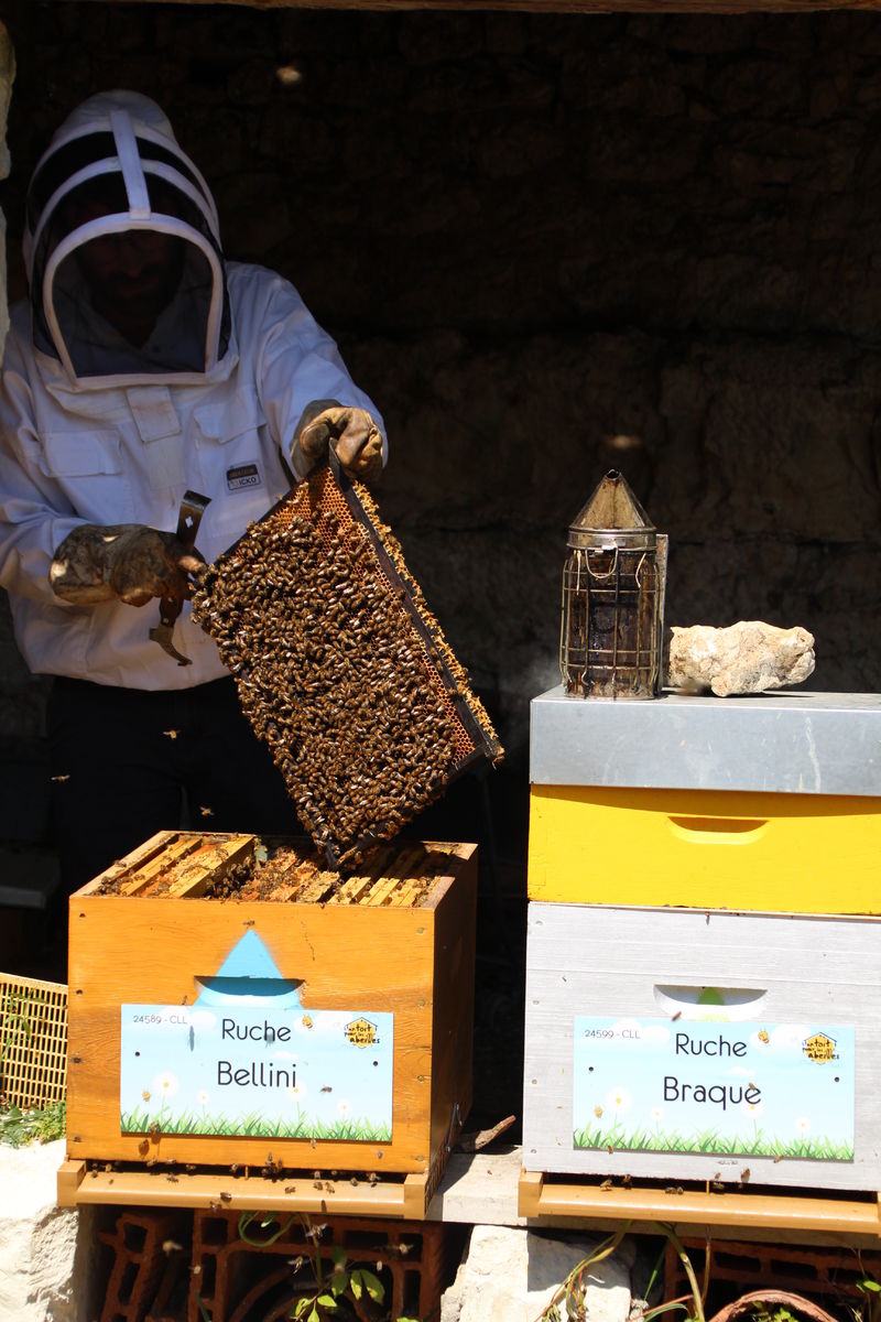 La ruche Bellini