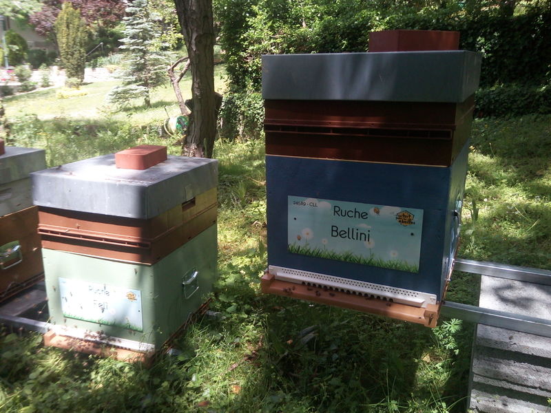 La ruche Bellini
