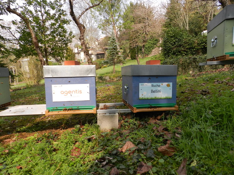La ruche Bellini