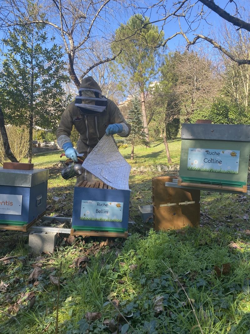 La ruche Bellini