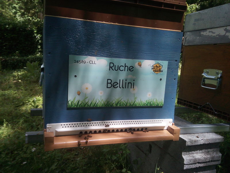 La ruche Bellini