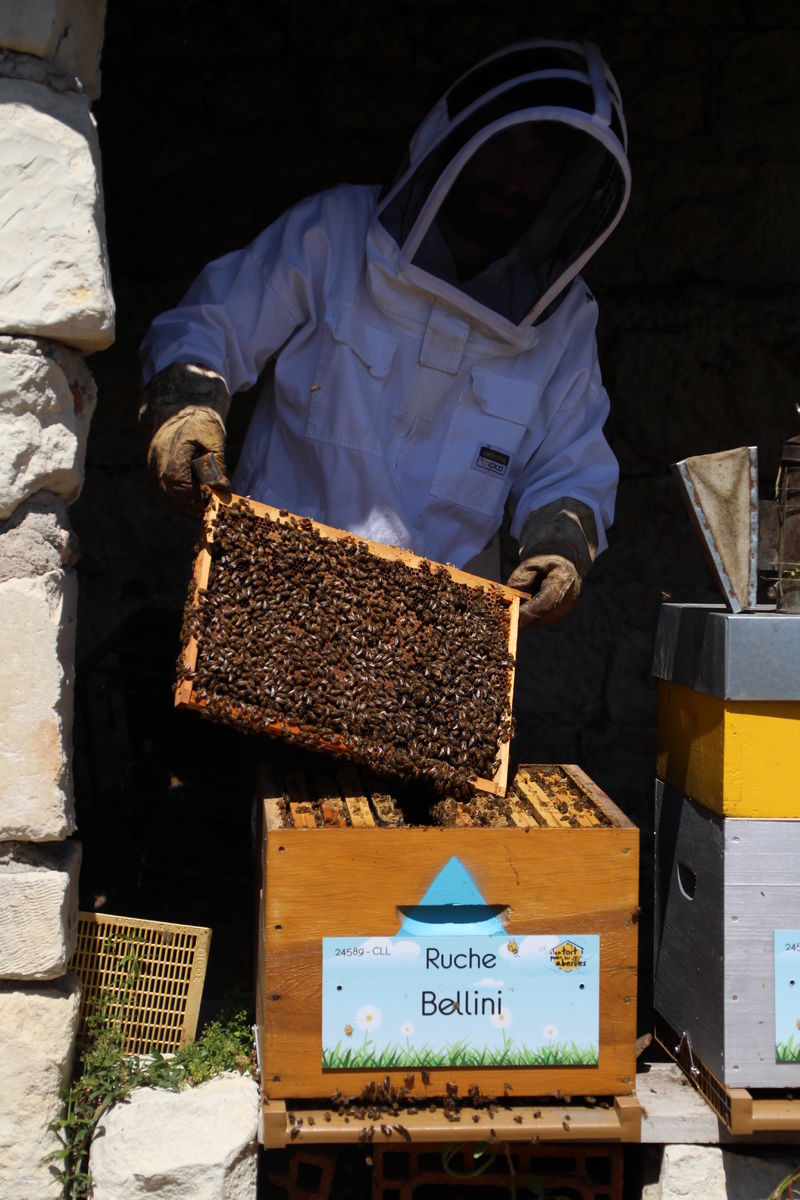 La ruche Bellini