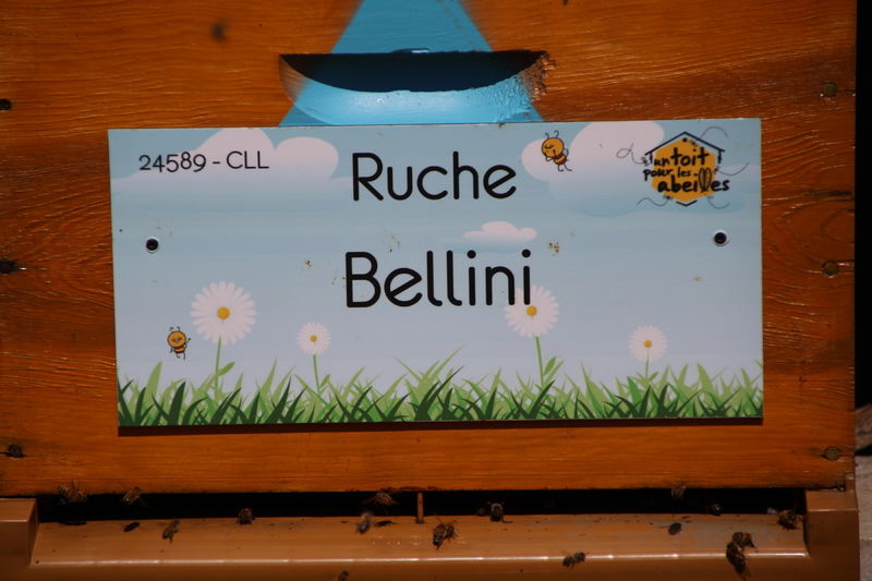 La ruche Bellini