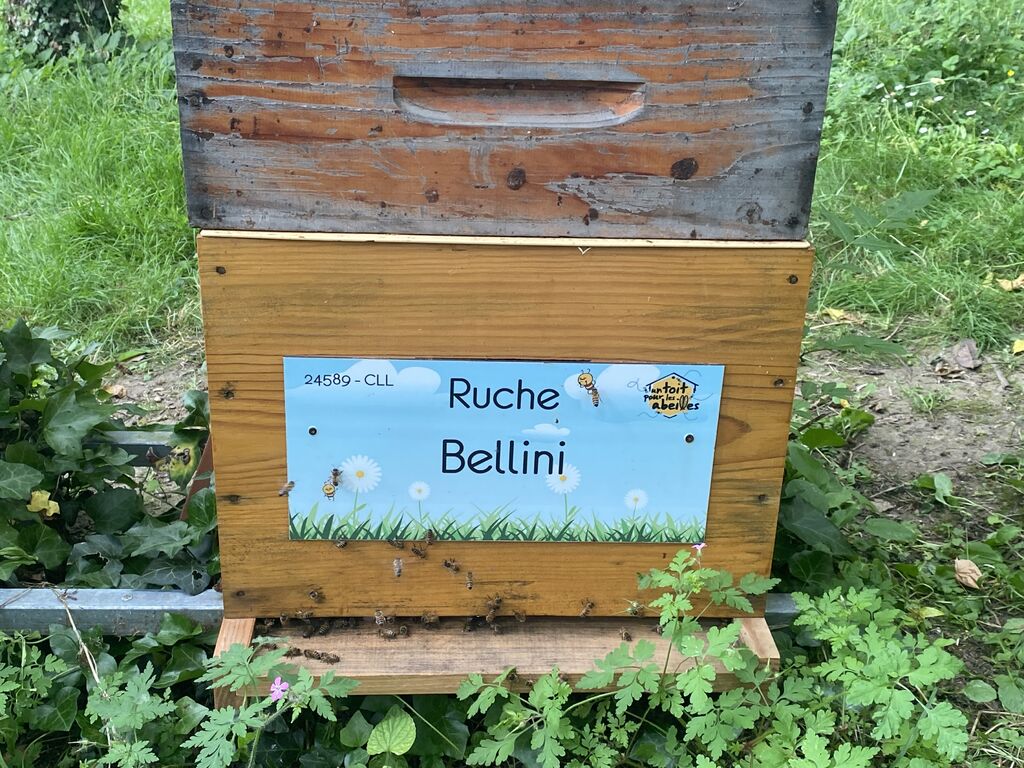 La ruche Bellini