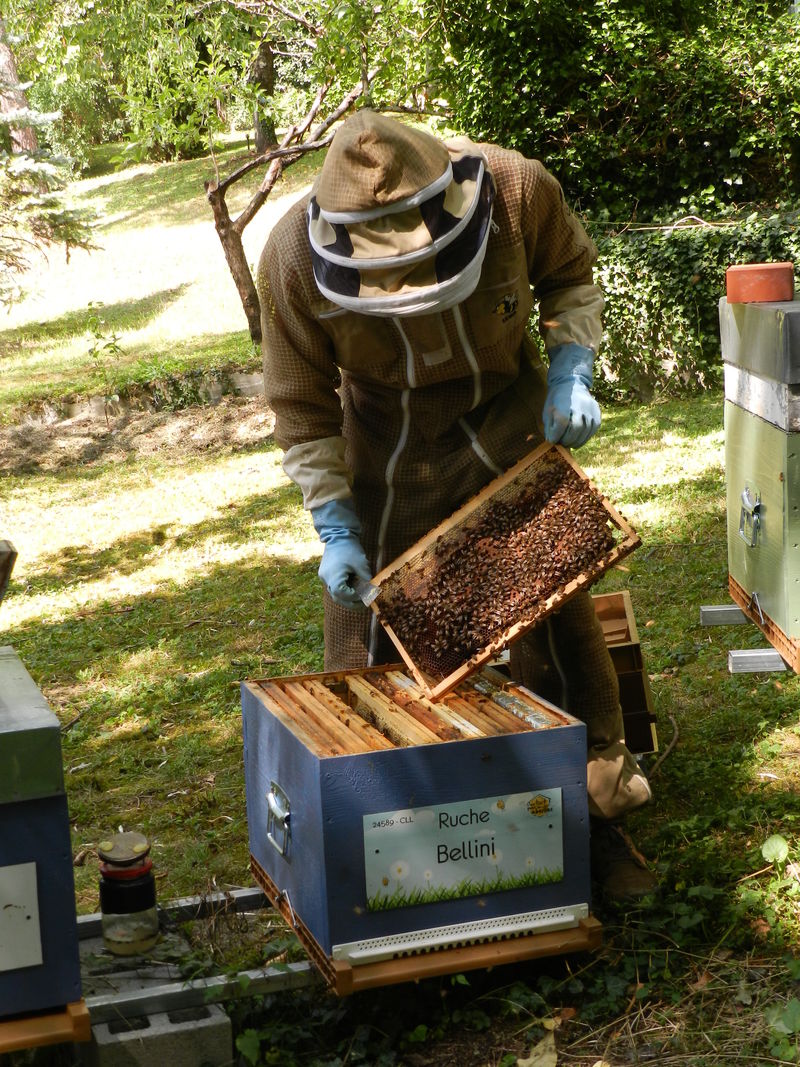 La ruche Bellini